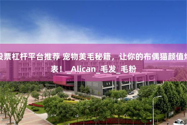 股票杠杆平台推荐 宠物美毛秘籍，让你的布偶猫颜值爆表！_Alican_毛发_毛粉